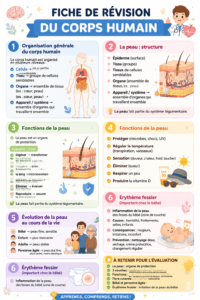 Fiche de révision complète sur le corps humain avec des illustrations