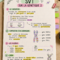 Fiche de révision SVT sur la génétique présentée sur un bureau