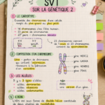 Fiche de révision SVT sur la génétique présentée sur un bureau